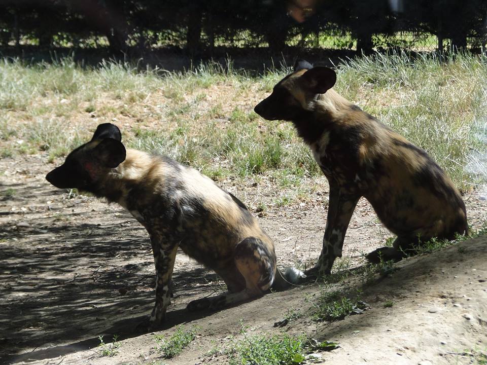 19554409_1859442030939717_8869589653349594689_n