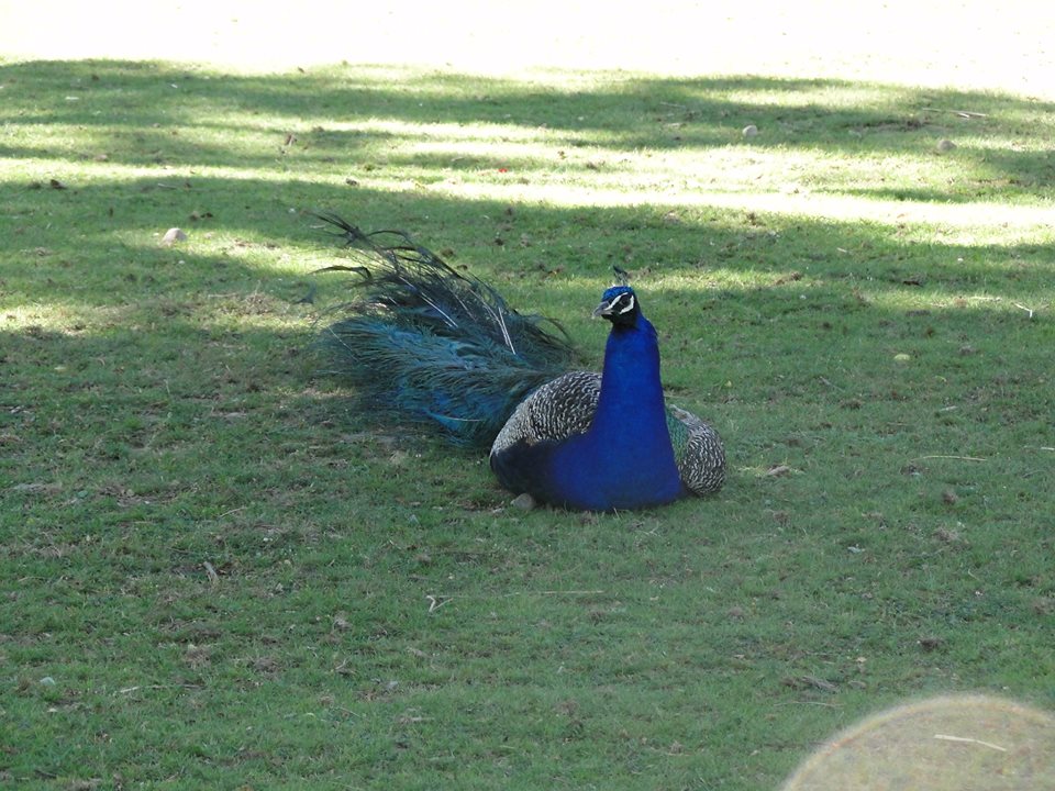 19601492_1859441764273077_4552495368919458401_n