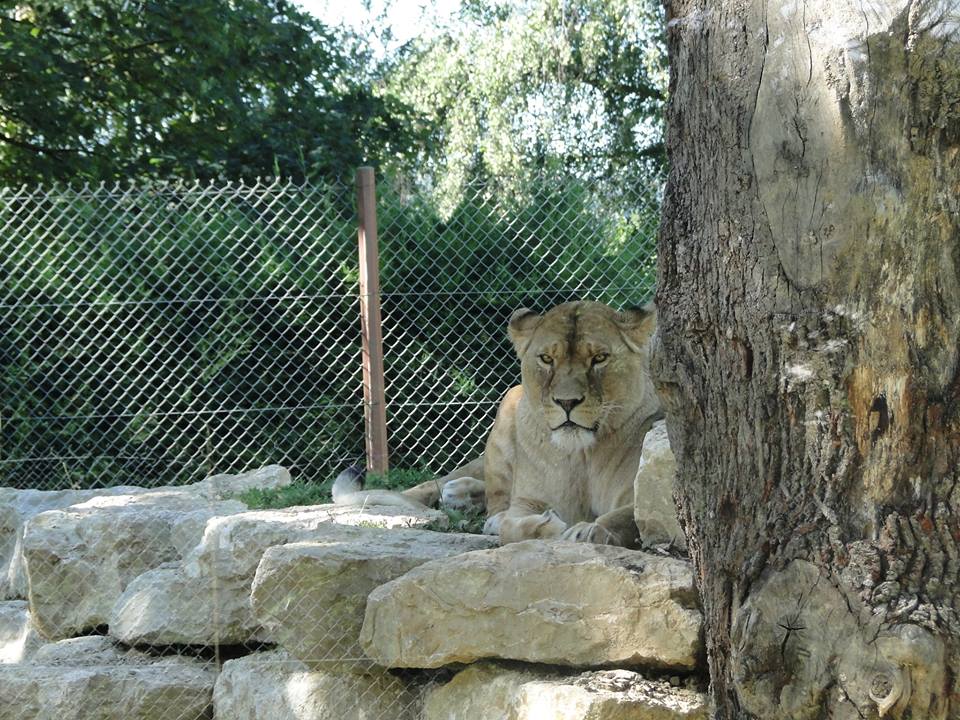 19657014_1859441927606394_3801909622826562748_n